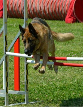 Agility Gos Mutxamel