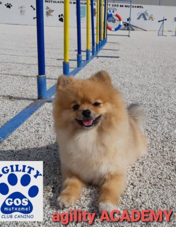 Agility Gos Mutxamel